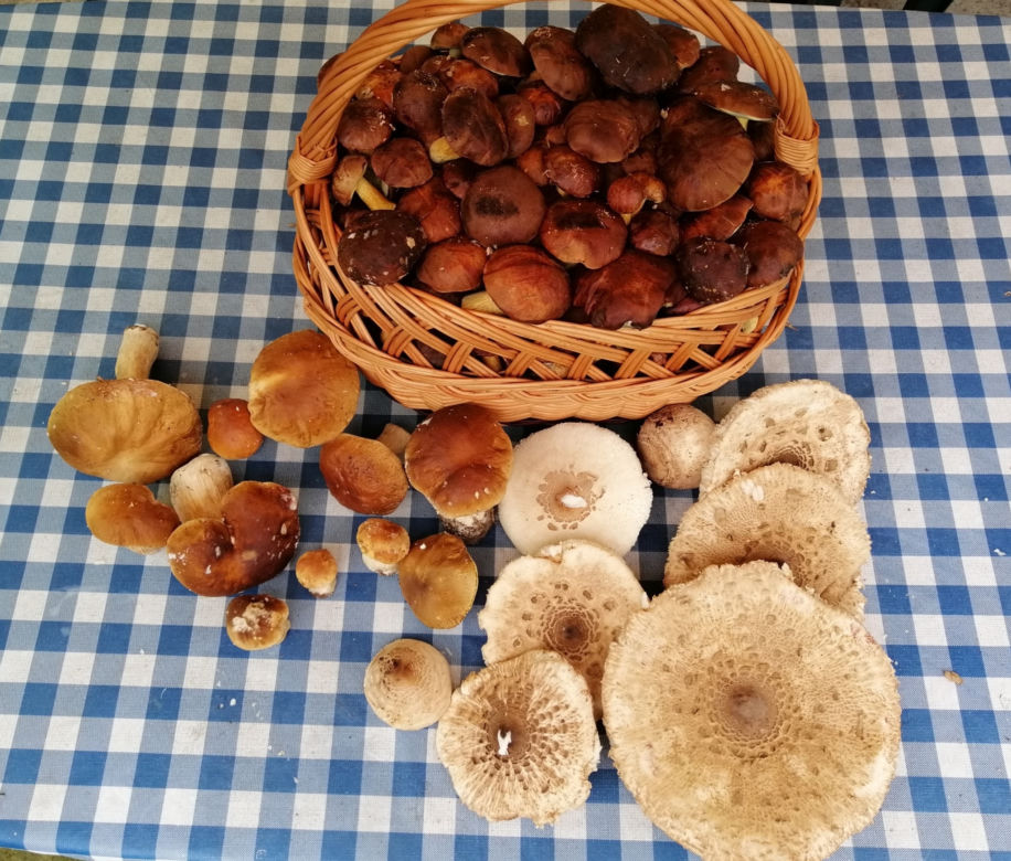 Wysyp grzybów w bydgoskich lasach! Takie okazy zebraliście! [ZDJĘCIA CZYTELNIKÓW]
