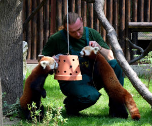 Zoo w Poznaniu chwali się pandami rudymi. Tylko na nie popatrzcie!