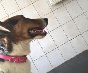 Gambit trafił do schroniska z ulicy. Teraz szuka kochającego domu 