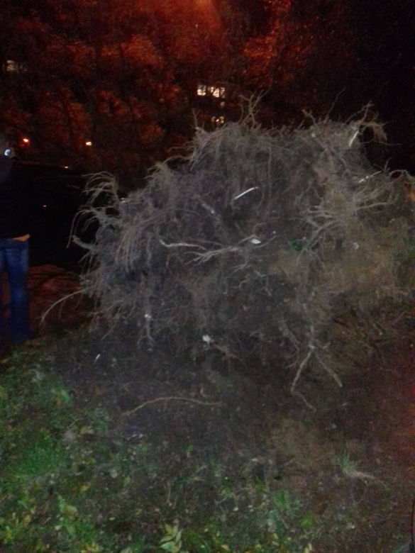 Orkan Ksawery nad Małopolską: Powalone drzewa, utrudnienia w ruchu [ZDJĘCIA, WIDEO]