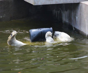 Zabawki dla zwierzaków w zoo
