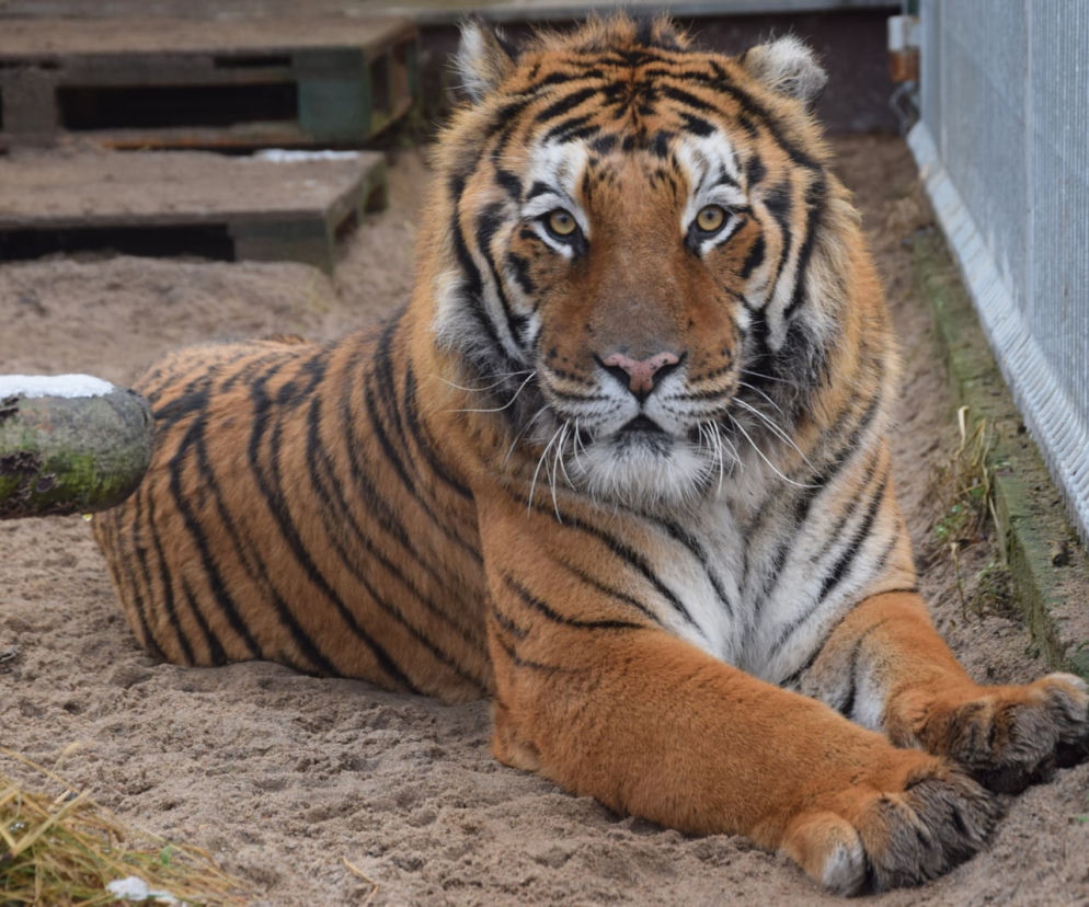 Tygrysy w Zoo w Poznaniu
