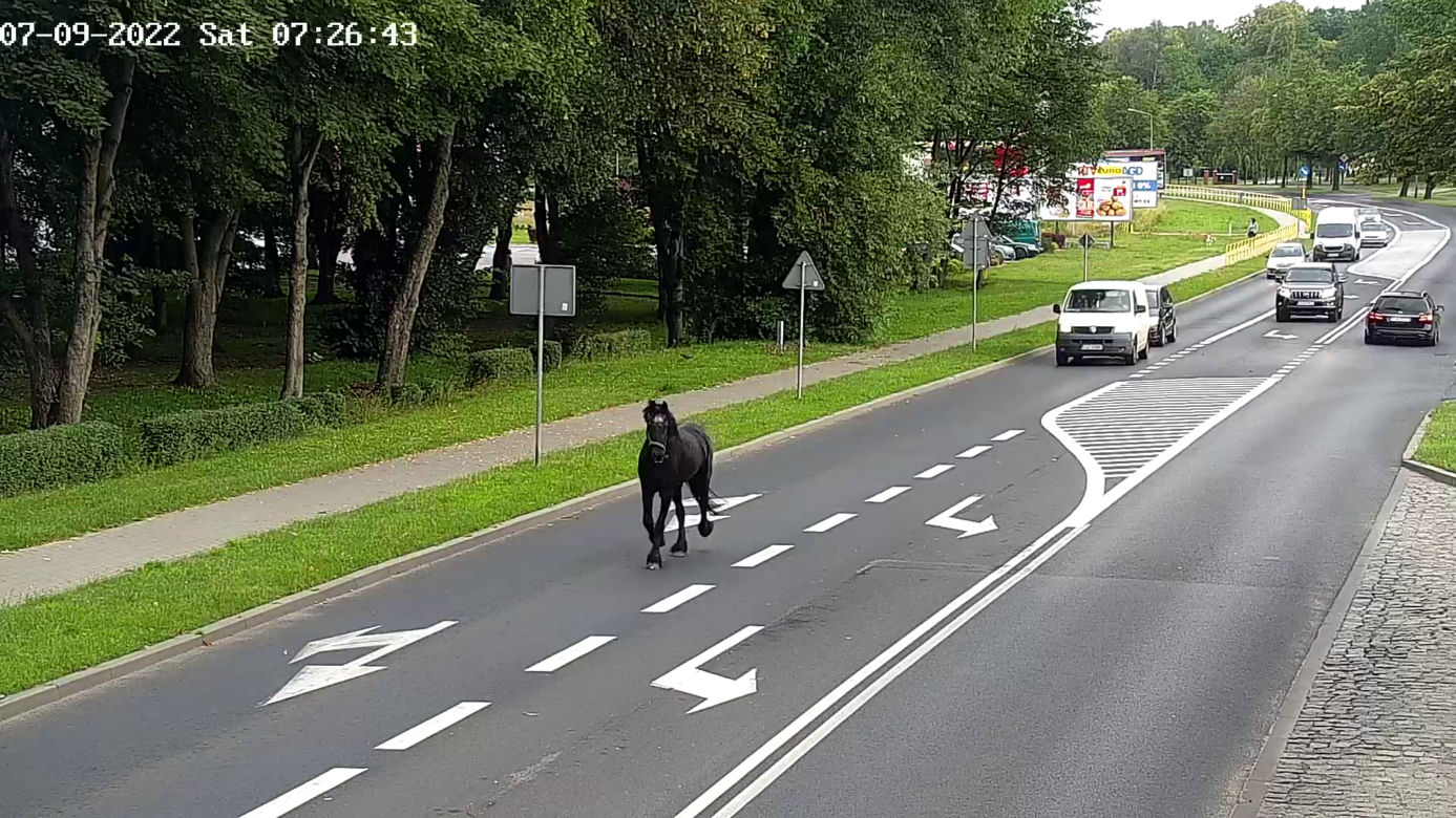 Konik na gigancie. Niecodzienna akcja w centrum Szczecinka
