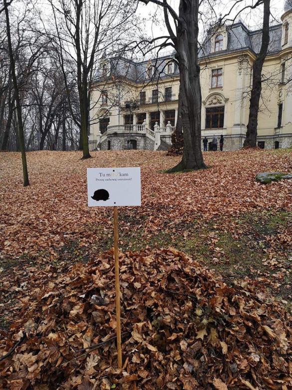Dokąd nocą tupta jeż? Do Sosnowca!