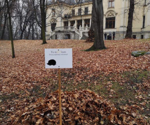 Dokąd nocą tupta jeż? Do Sosnowca!