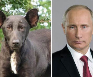 Śmieszne psy