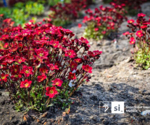 Nowe nasadzenia na Pl. Orła Białego