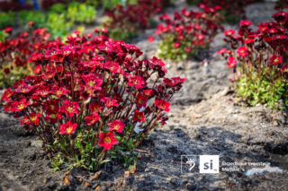 Nowe nasadzenia na Pl. Orła Białego