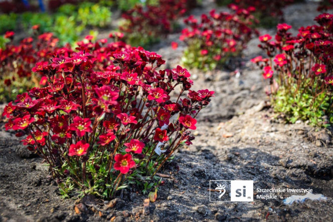 Nowe nasadzenia na Pl. Orła Białego