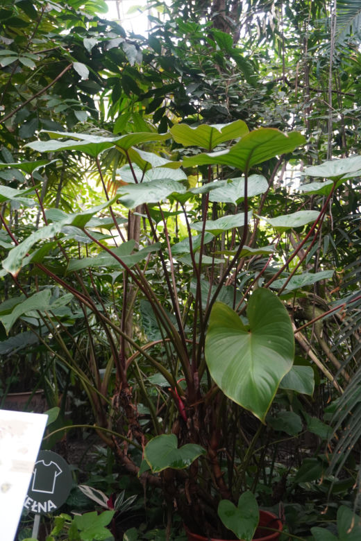 Palmiarnia w Poznaniu