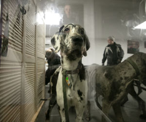 11 dogów niemieckich na granicy polsko-ukraińskiej