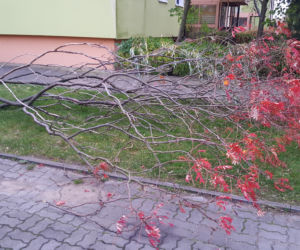 Silny wiatr siał spustoszenie w Bydgoszczy 