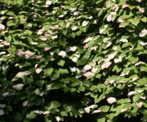 aktinidia