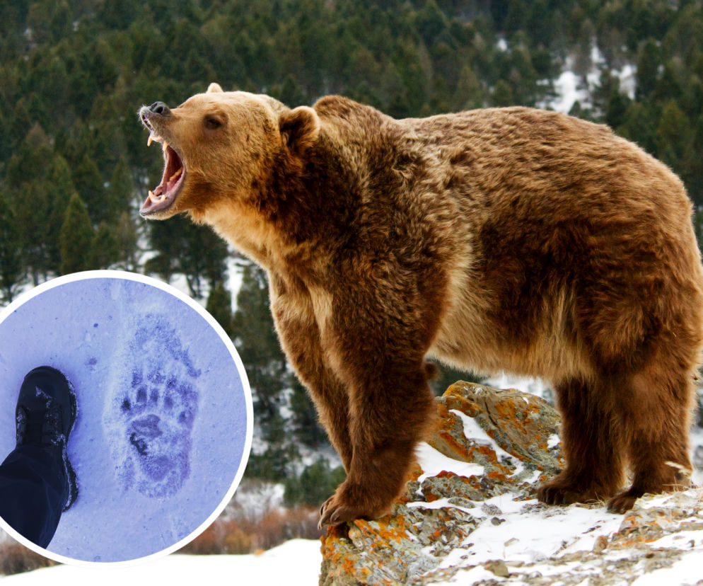 Niedźwiedź gigant terroryzuje Kalifornię!