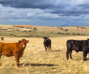 Chcę mieć hodowlę byków i własne rodeo
