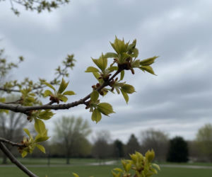 Pogoda na weekend w Bydgoszczy 10-12 kwietnia. Zrobi się cieplej, ale słońca będzie coraz mniej