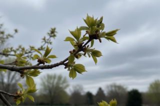 Pogoda na weekend w Bydgoszczy 10-12 kwietnia. Zrobi się cieplej, ale słońca będzie coraz mniej