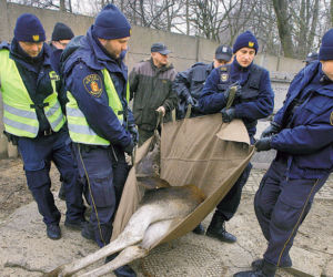 Łoś biegał między nagrobkami