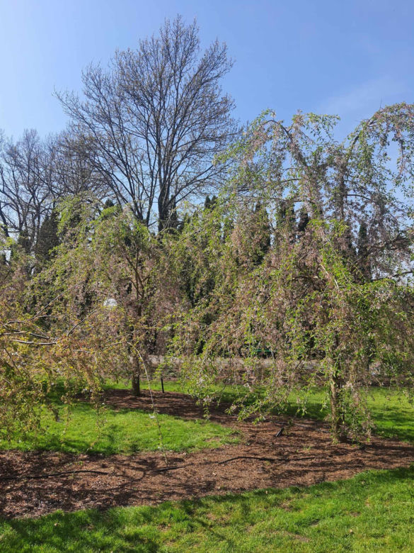 Kwitnące wiśnie i magnolie w Ogrodzie Botanicznym w Powsinie