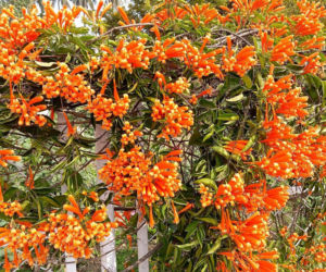 Ta roślina to znakomita alternatywa dla tui. Posadź w ogrodzie, a nie pożałujesz