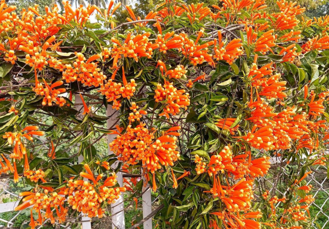 Ta roślina to znakomita alternatywa dla tui. Posadź w ogrodzie, a nie pożałujesz