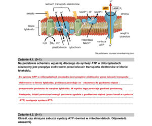 Matura 2022: biologia rozszerzona. Arkusze CKE, zadania, pytania. Poziom rozszerzony