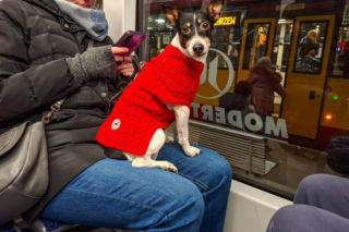 Twój pies marznie na dworze? Możesz odpowiedzieć jak za przestępstwo