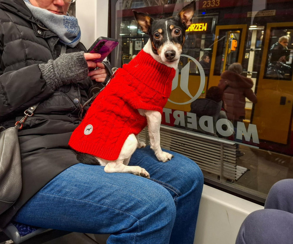 Twój pies marznie na dworze? Możesz odpowiedzieć jak za przestępstwo
