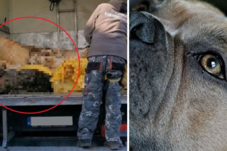 Stara Huta: Ponad 120 martwych psów w pseudohodowli śmierci. Drastyczne wideo obiega sieć