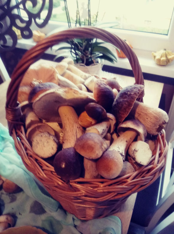Wysyp grzybów w bydgoskich lasach! Takie okazy zebraliście! [ZDJĘCIA CZYTELNIKÓW]