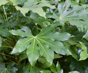 Jak pielęgnować fatsję japońską w doniczce? 