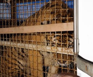 Wycieńczone tygrysy trafiły do ZOO w Poznaniu
