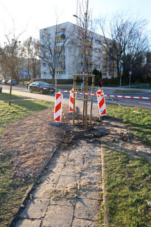 Posadzili drzewo na środku chodnika