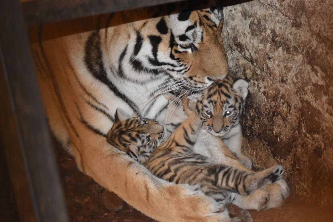 Wielka radość w zamojskim zoo! Na świat przyszły dwa tygryski!
