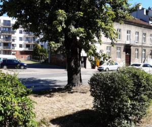 Wycinka drzewa oprotestowana