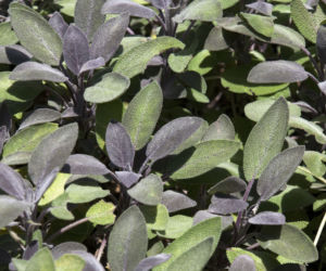 Szałwia lekarska ‘Purpurascens’