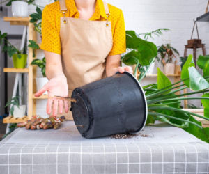 Przesadzanie strelicji