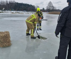 W akcji wykonywania przerębli pomagali druhowie OSP