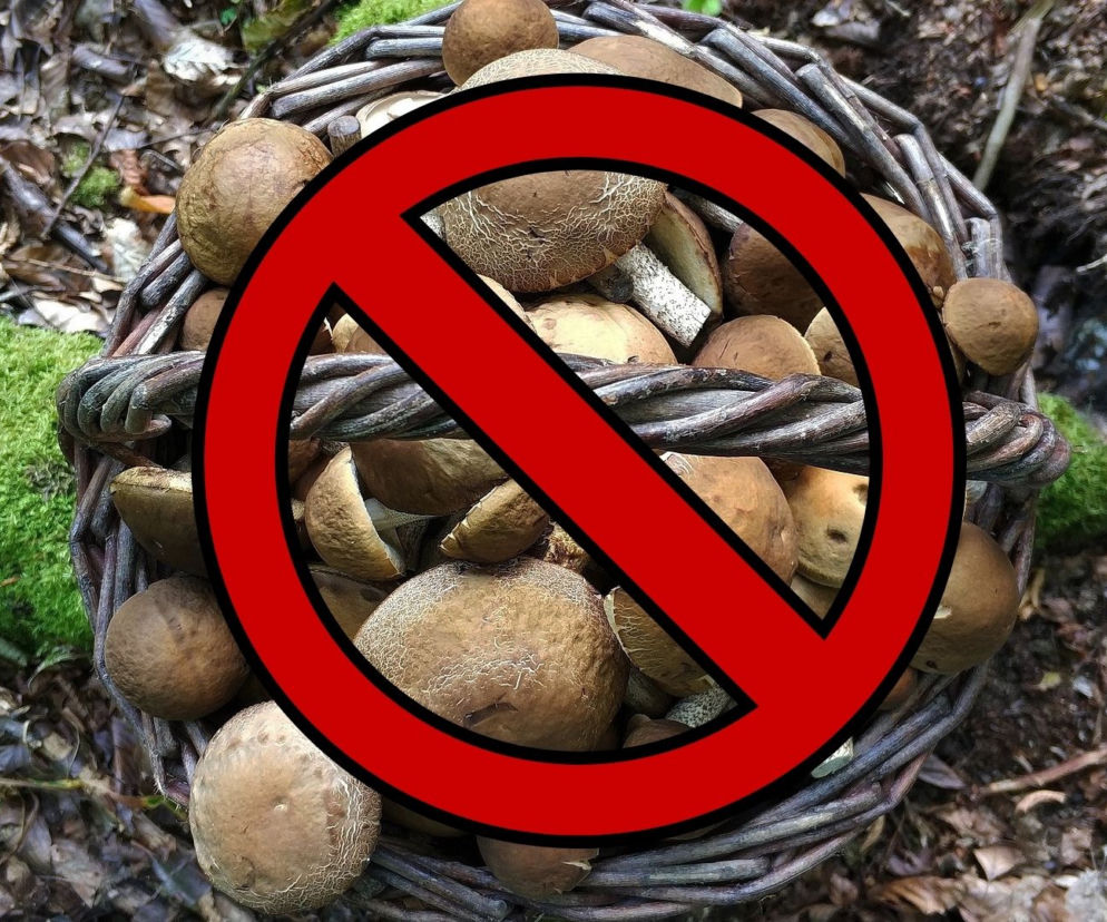 Zakaz grzybobrania