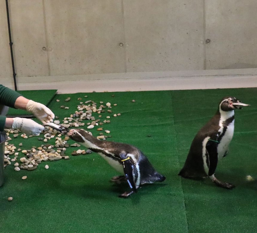 Chorzów: Otwarcie zoo i OGROMNA kolejka! Każdy chce zobaczyć pingwiny