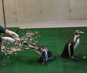 Chorzów: Otwarcie zoo i OGROMNA kolejka! Każdy chce zobaczyć pingwiny