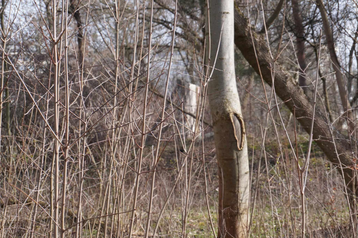 Domek Fiński Ryszarda Kapuścińskiego to ruina - zobacz zdjęcia
