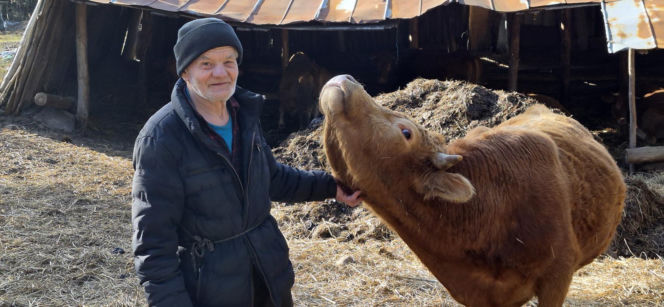 Rolnik z Podlasia bronił swojego bydła. "Gdyby nie brat, to by mnie tam zatłukli"