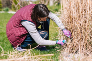 Kiedy ciąć trawy ozdobne, by bujnie odrosły? Ogrodnicy wskazują najlepszy moment