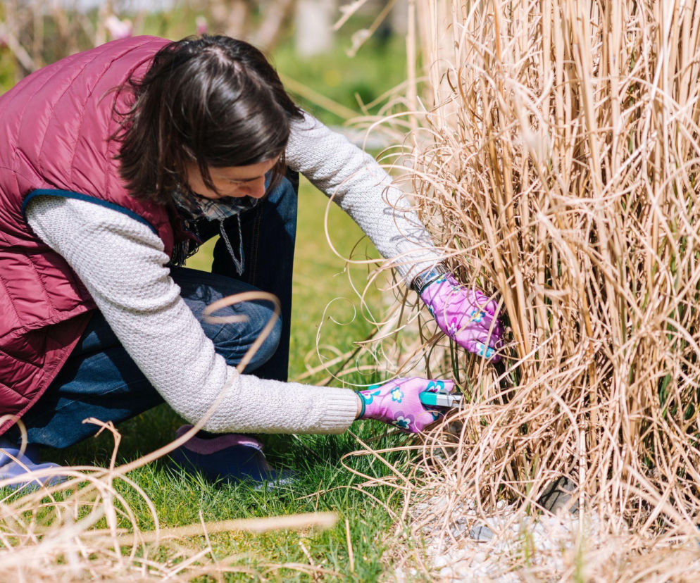 Kiedy i jak przycinać trawy ozdobne? Sprawdź!