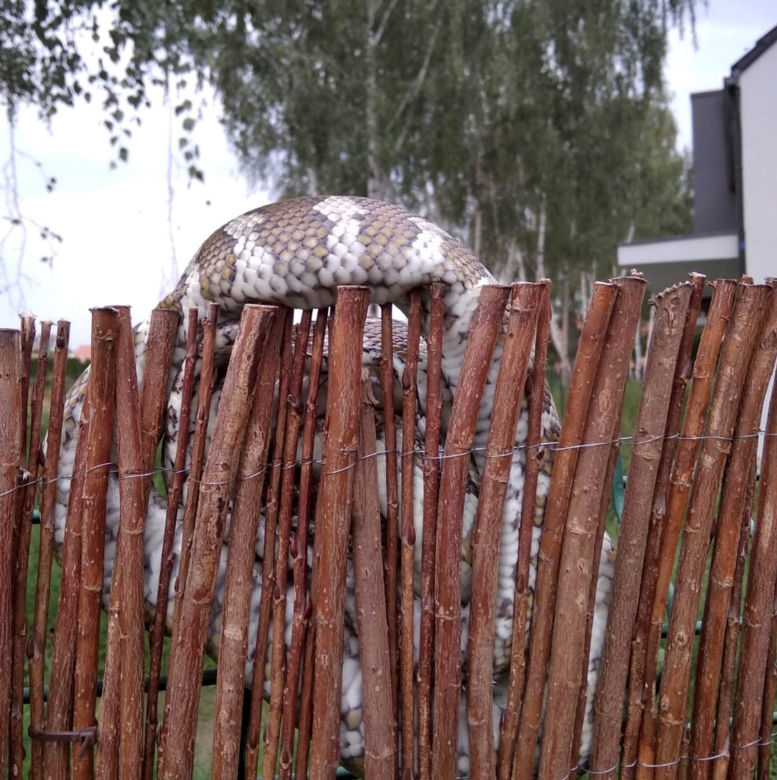 Pyton zaatakował mnie w ogrodzie