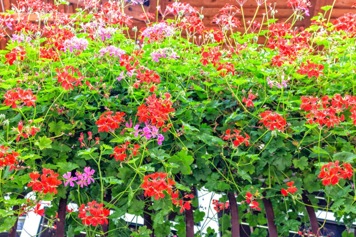 Pelargonia bluszczolistna
