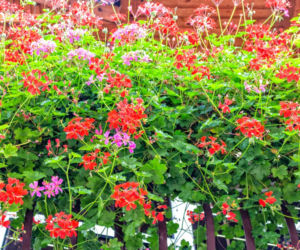 Pelargonia bluszczolistna