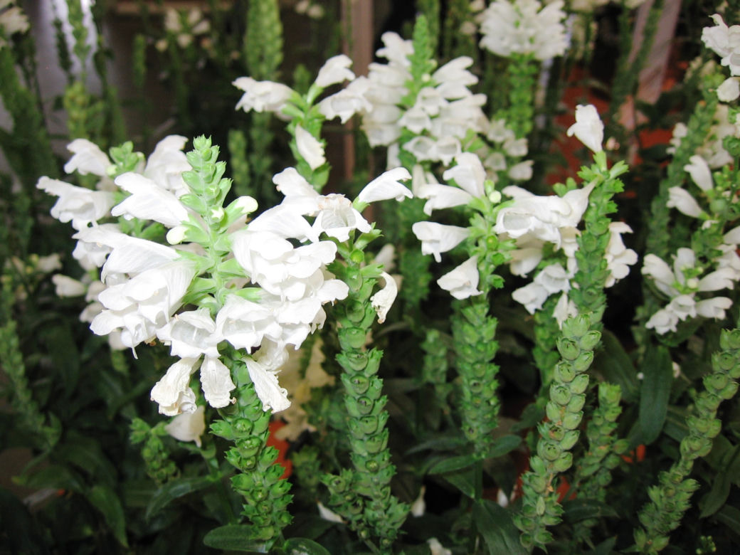 Odętka wirginijska 'Crystal Peak White'