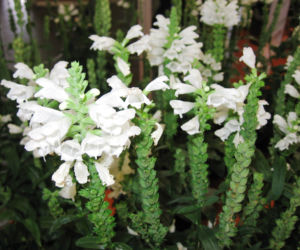 Odętka wirginijska 'Crystal Peak White'